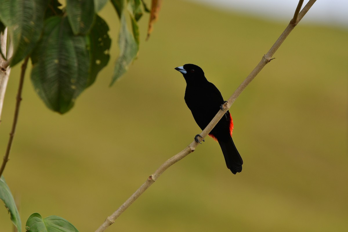 Scarlet-rumped Tanager - ML638829064
