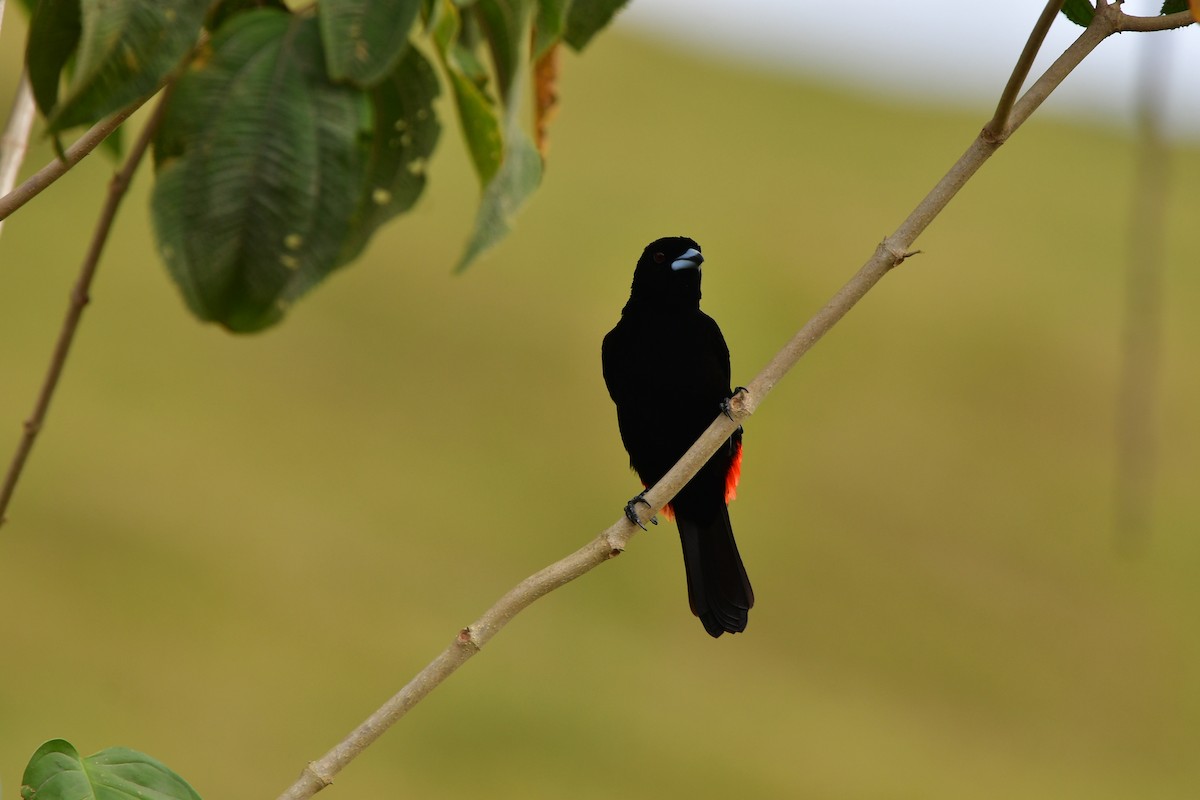 Scarlet-rumped Tanager - ML638829065