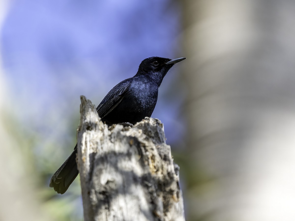 Shining Flycatcher - ML638829072