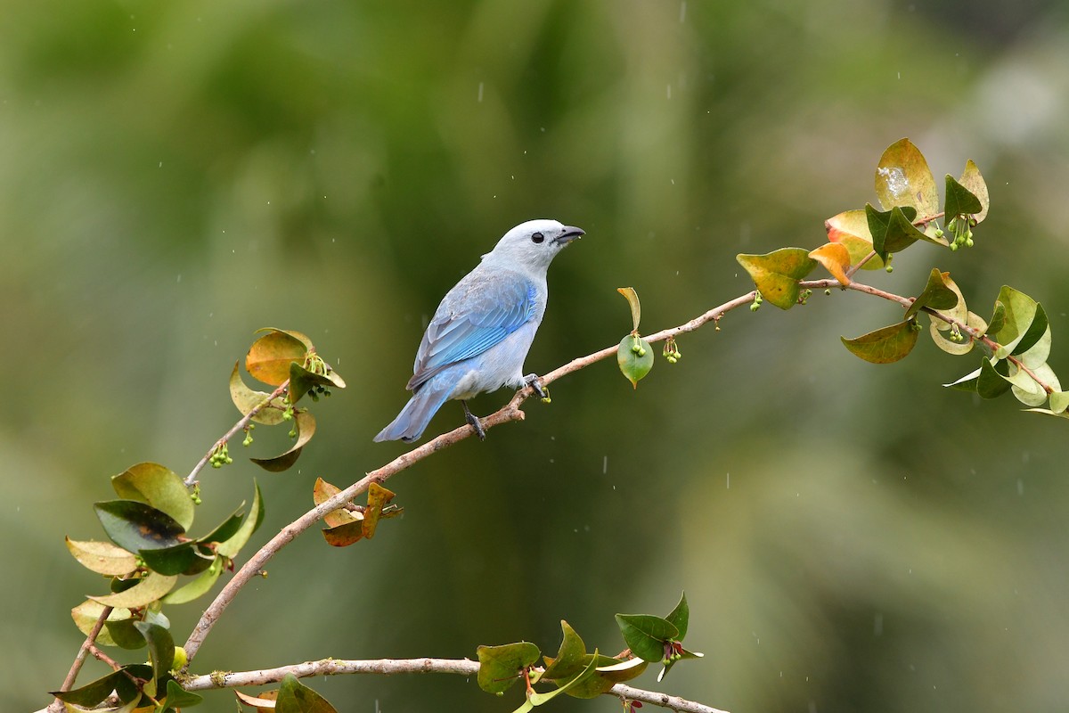 Blue-gray Tanager - ML638829083