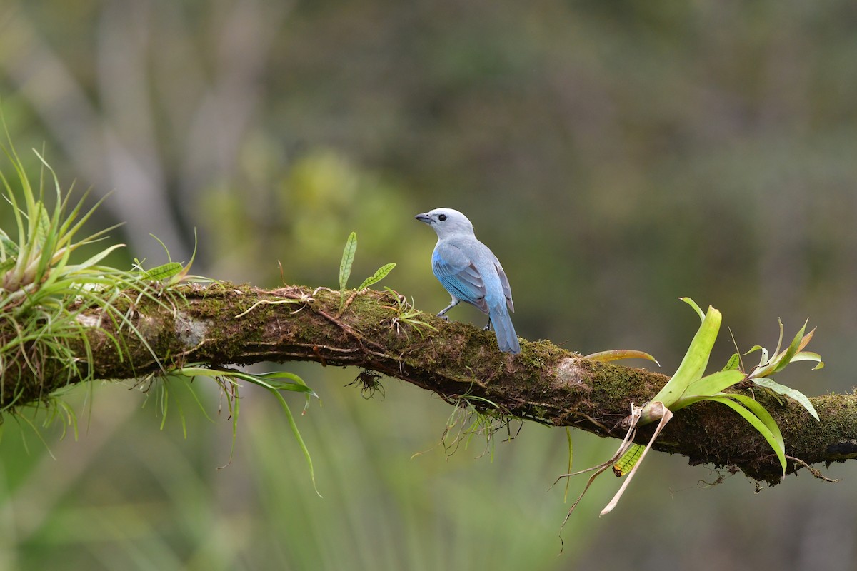 Blue-gray Tanager - ML638829084