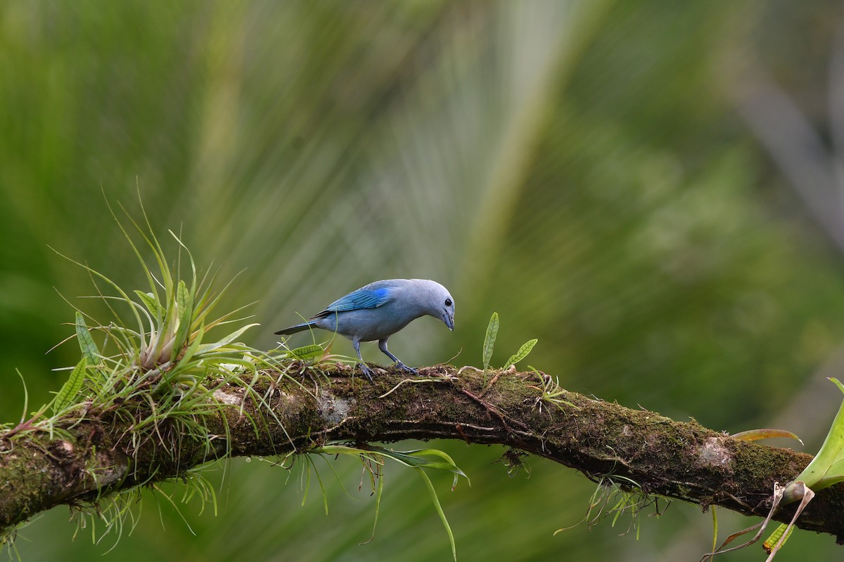 Blue-gray Tanager - ML638829085