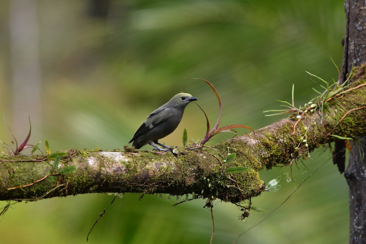 Palm Tanager - ML638829093