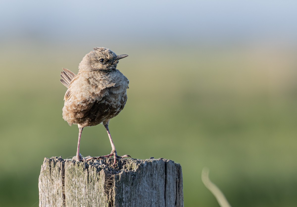 Brown Songlark - ML638829098