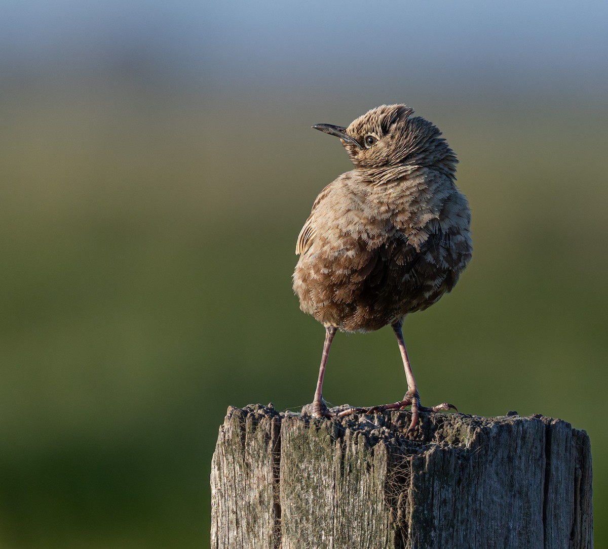Brown Songlark - ML638829099