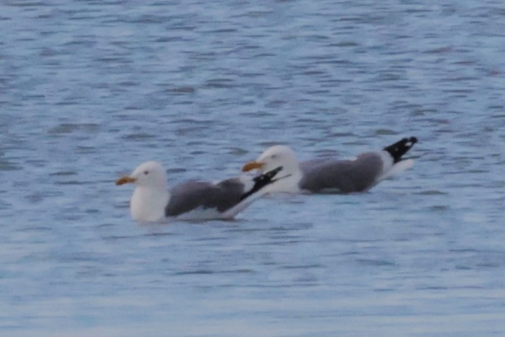 Mongolian Gull - ML638829131
