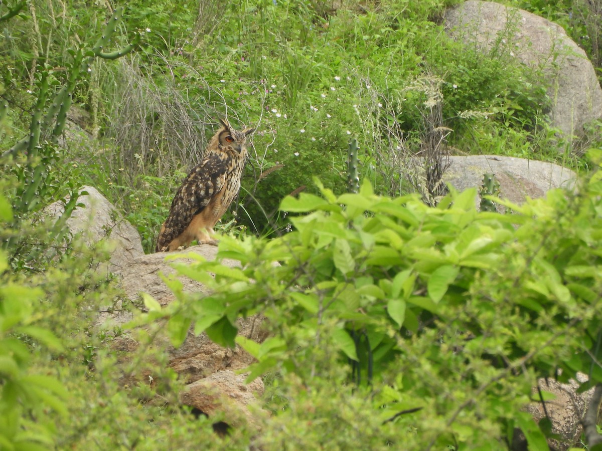 bengalhubro - ML638829137