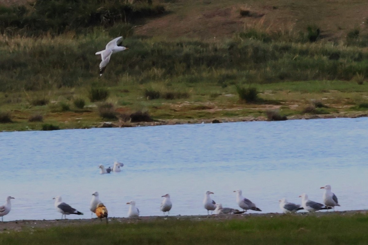 Mongolian Gull - ML638829179