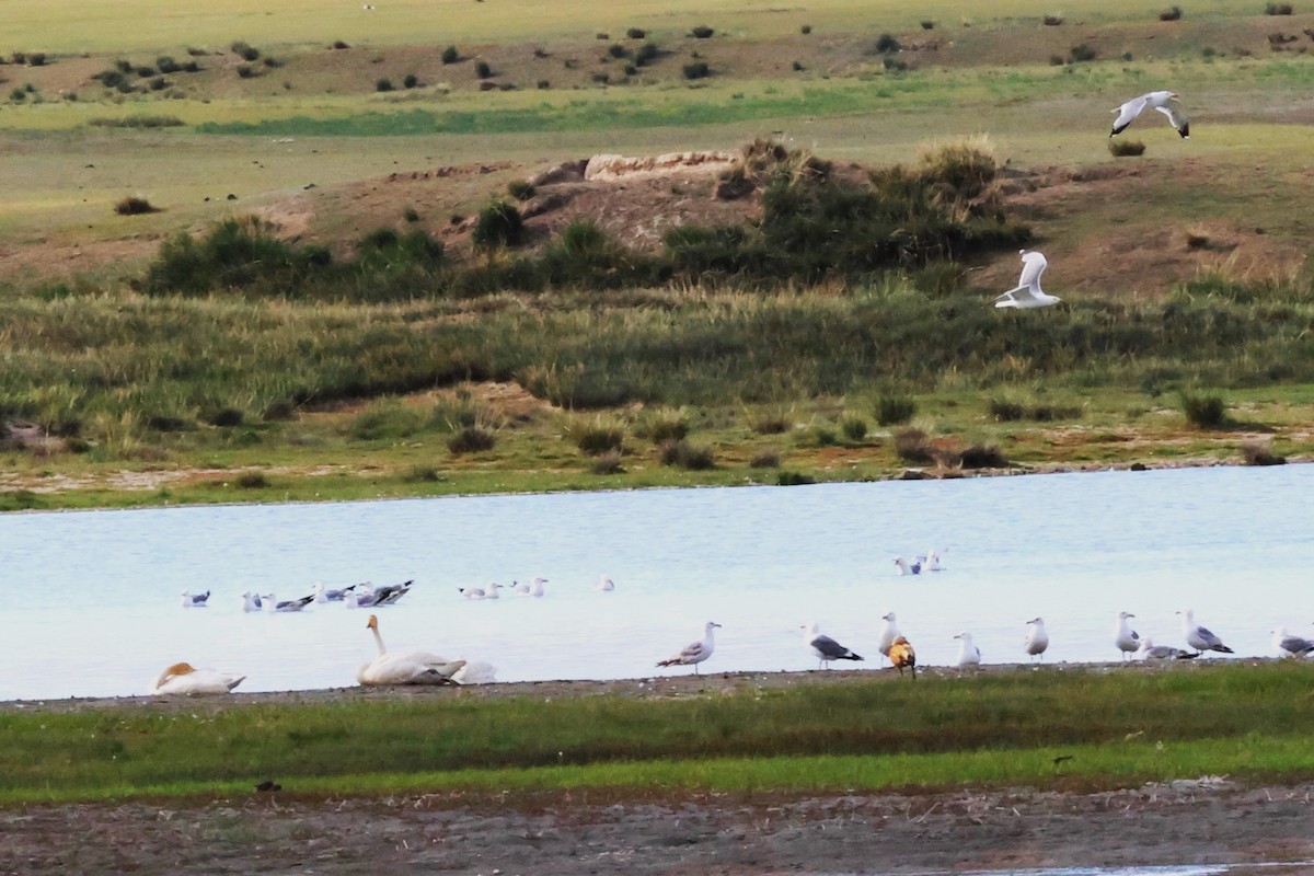 Mongolian Gull - ML638829184