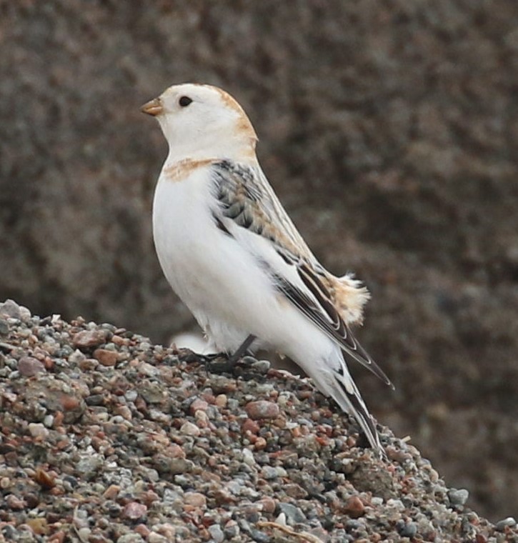 snøspurv - ML638829190