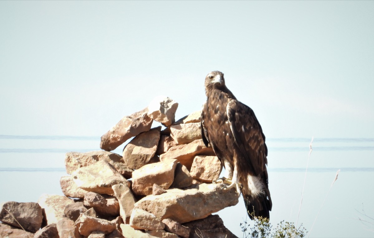 Aquila reale - ML638829203