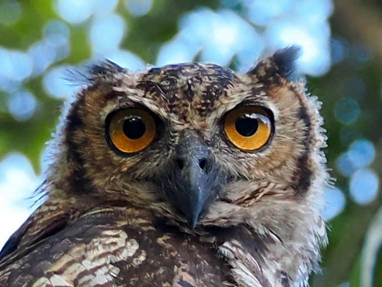 Great Horned Owl - ML638829205