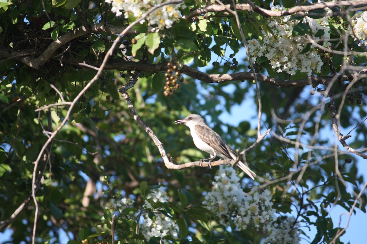 Gray Kingbird - ML638829206