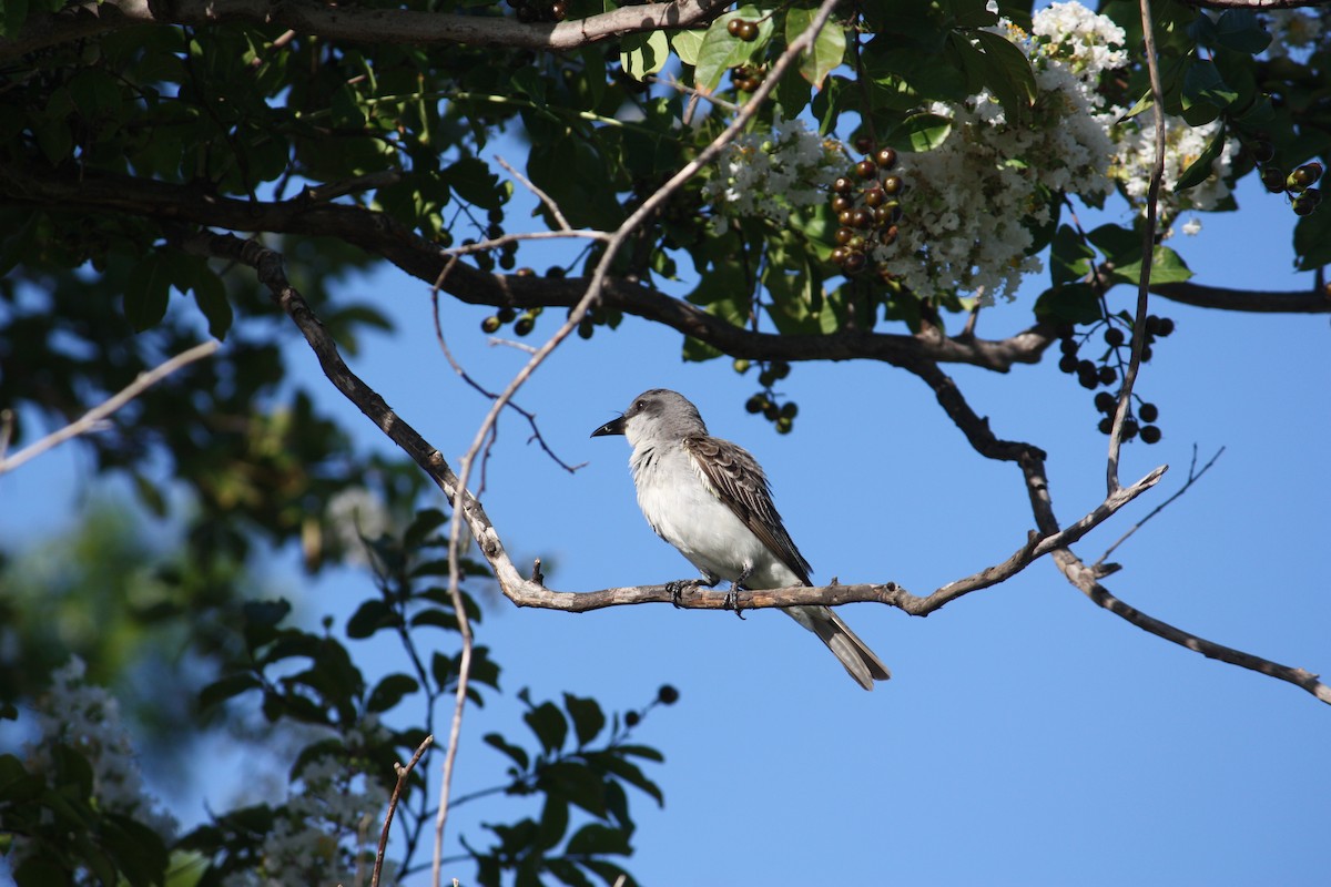 Gray Kingbird - ML638829208