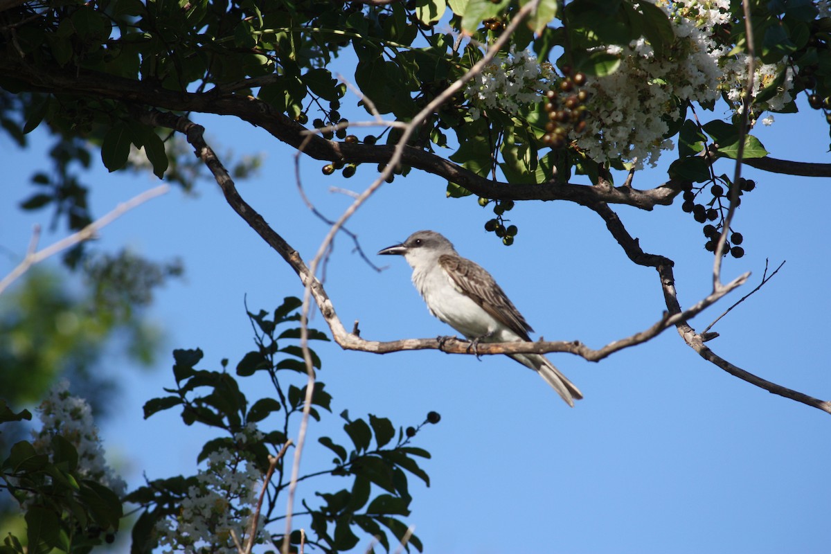Gray Kingbird - ML638829209