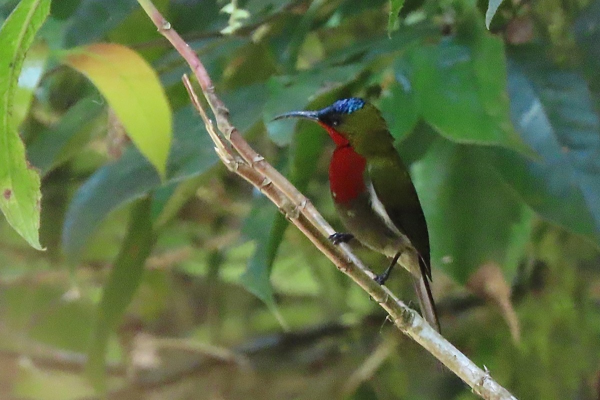 White-flanked Sunbird - ML638829243
