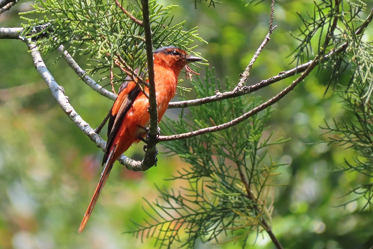 Sunda Minivet - ML638829256