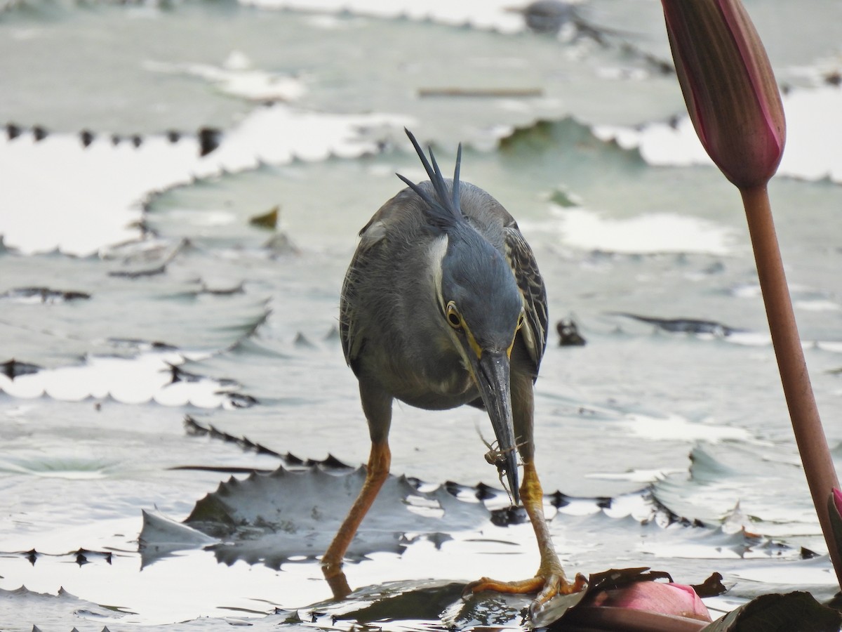 Striated Heron - ML638829273
