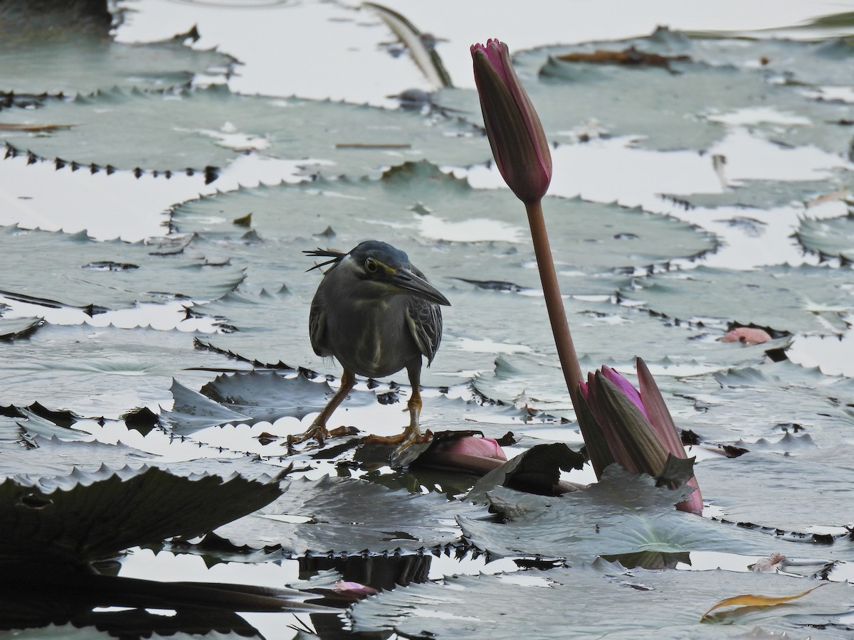 Striated Heron - ML638829274