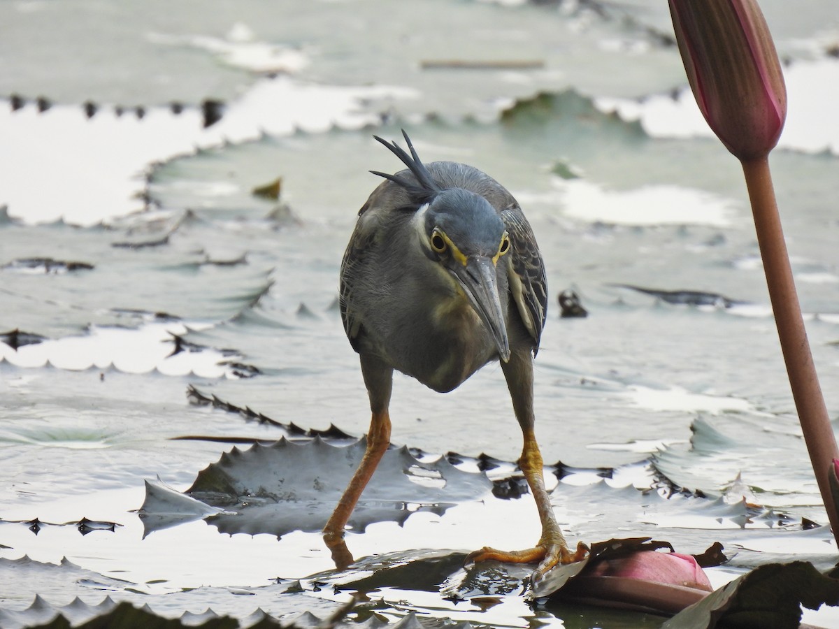 Striated Heron - ML638829276