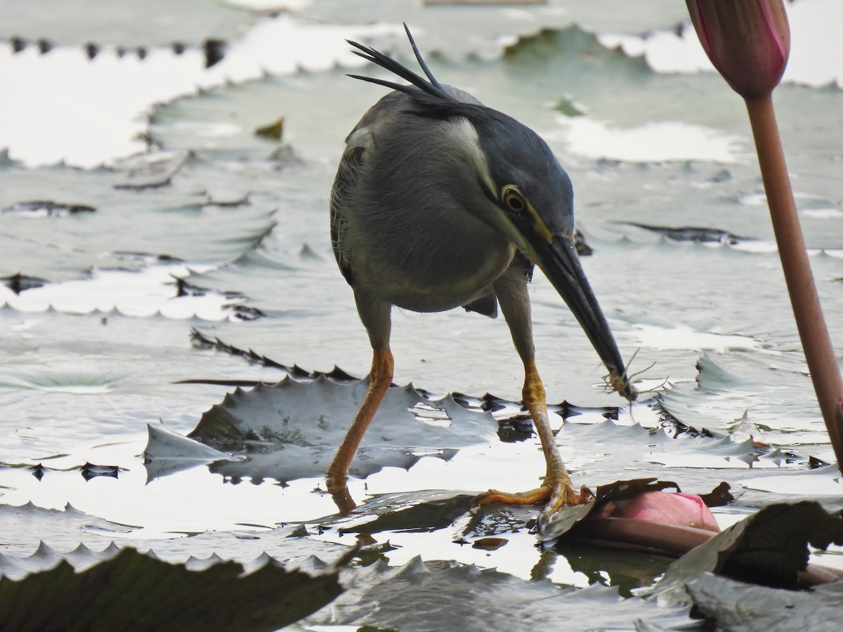 Striated Heron - ML638829277