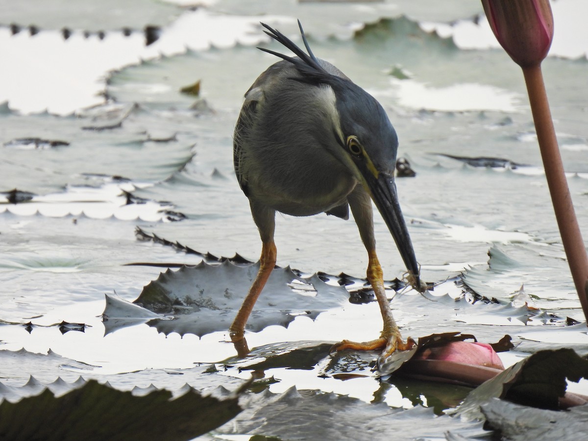 Striated Heron - ML638829278