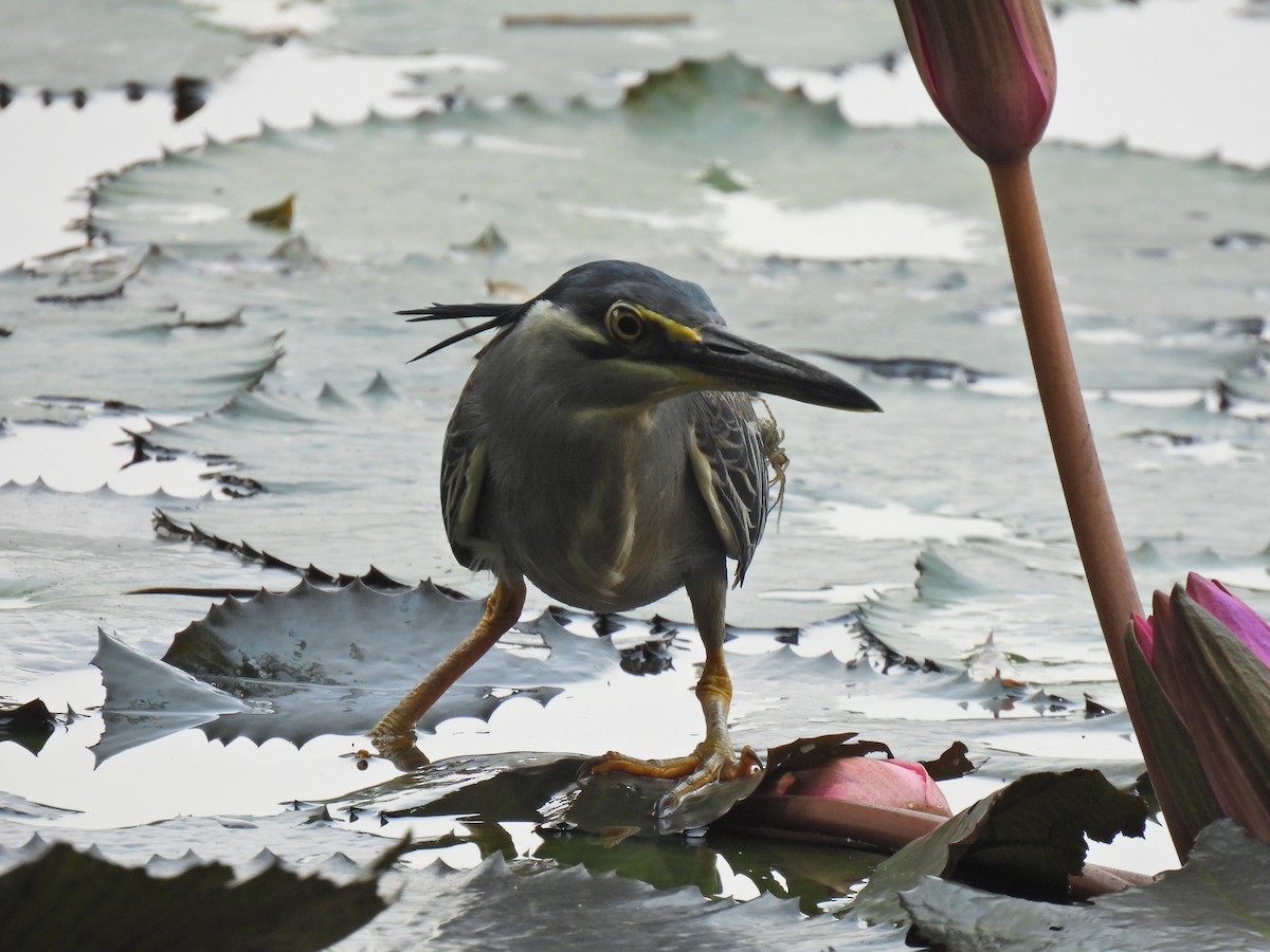 Striated Heron - ML638829280