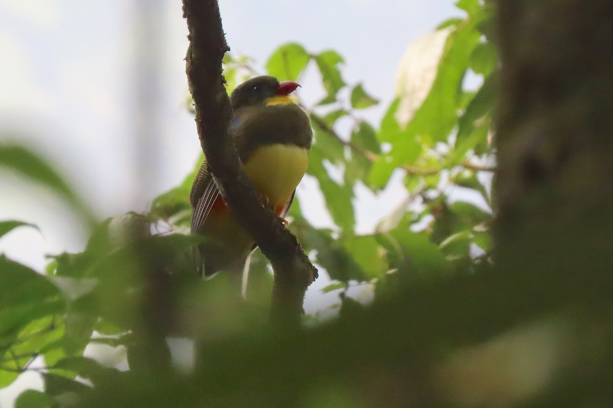 Javan Trogon - ML638829288