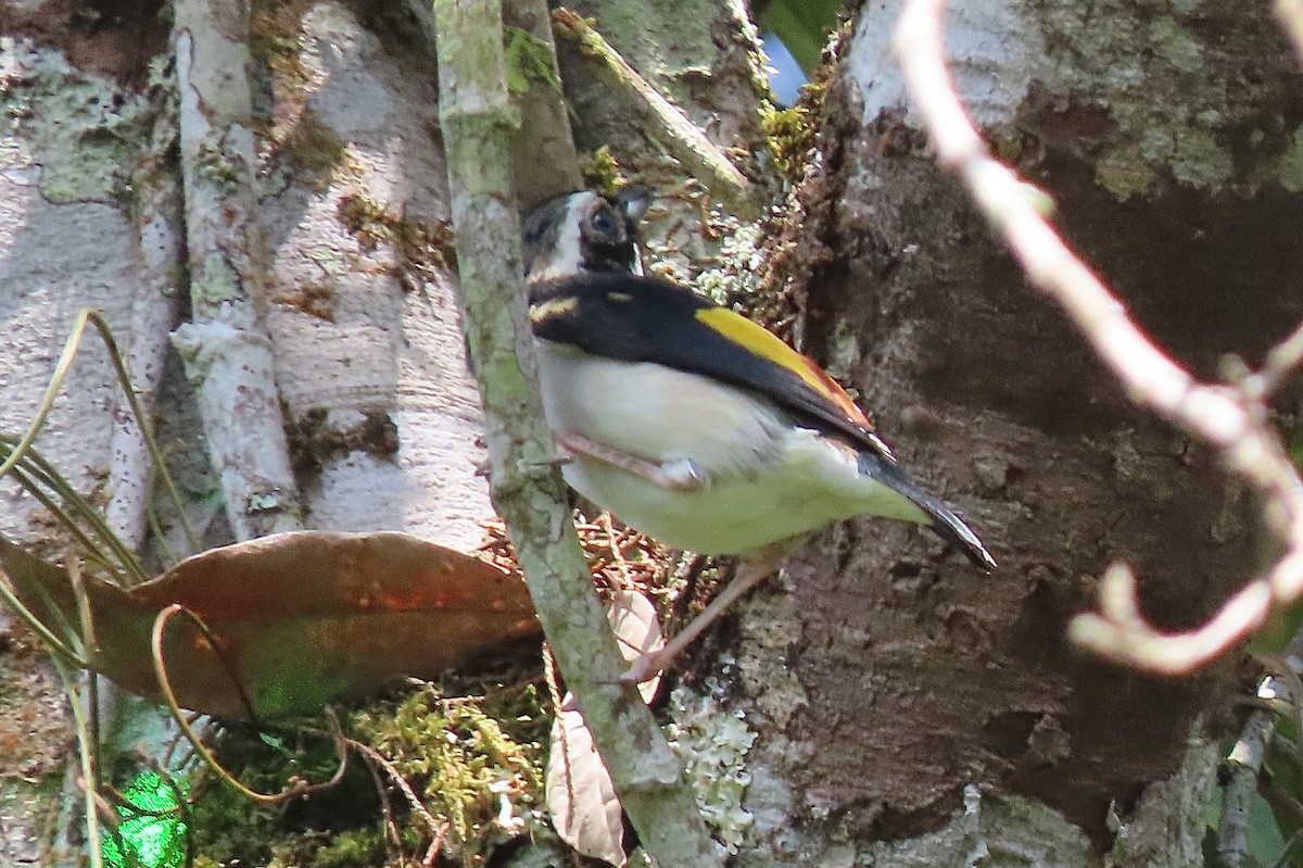 Vireo Alcaudón Pío - ML638829304