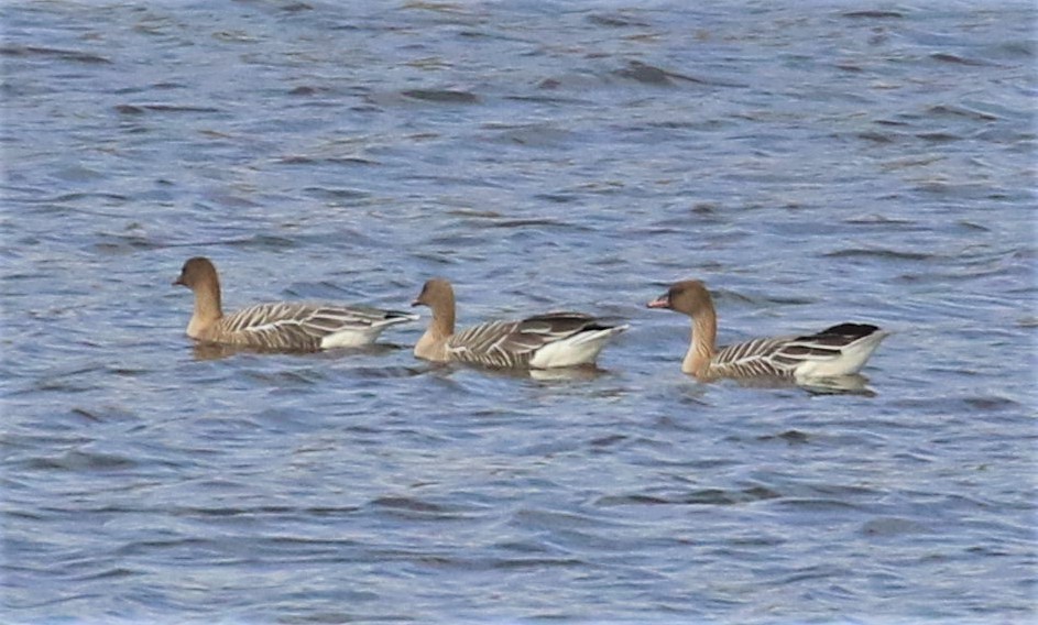 Pink-footed Goose - ML638829313