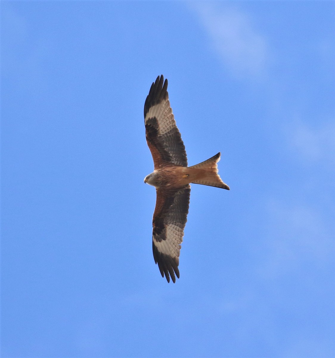 Red Kite - ML638829375