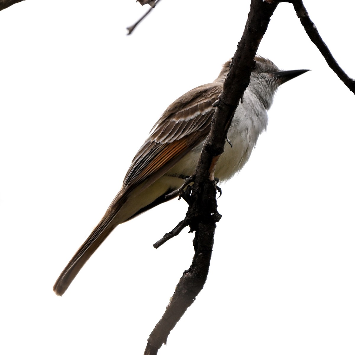 Ash-throated Flycatcher - ML638829384
