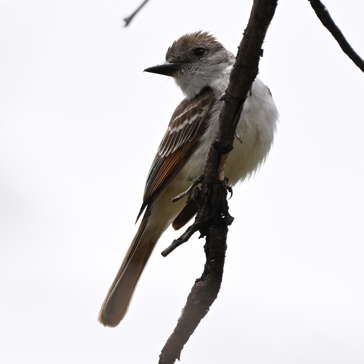 Ash-throated Flycatcher - ML638829385