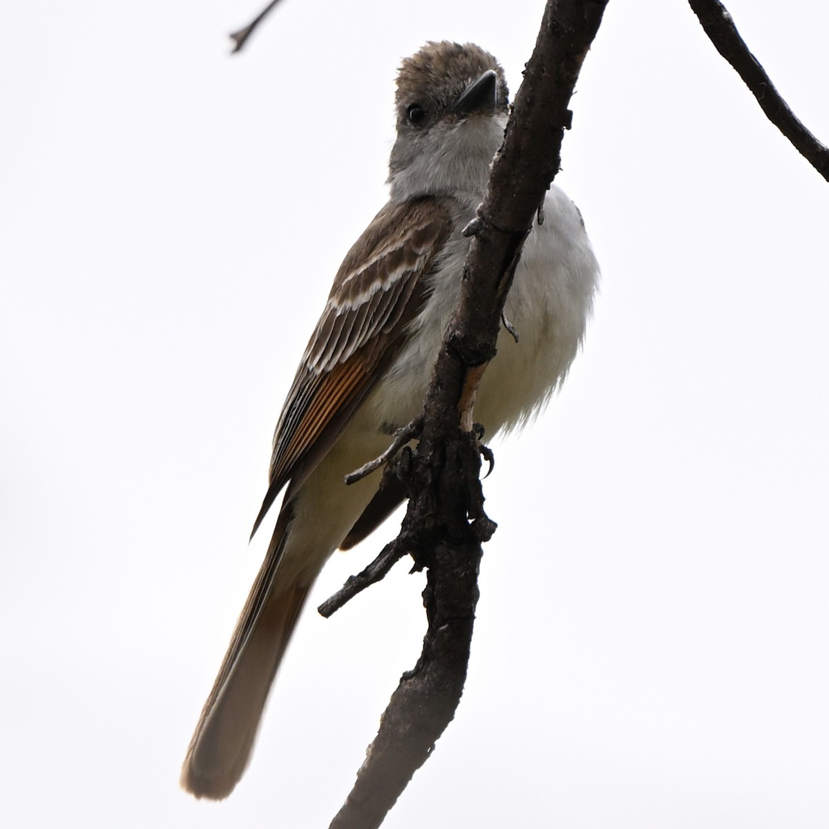 Ash-throated Flycatcher - ML638829386