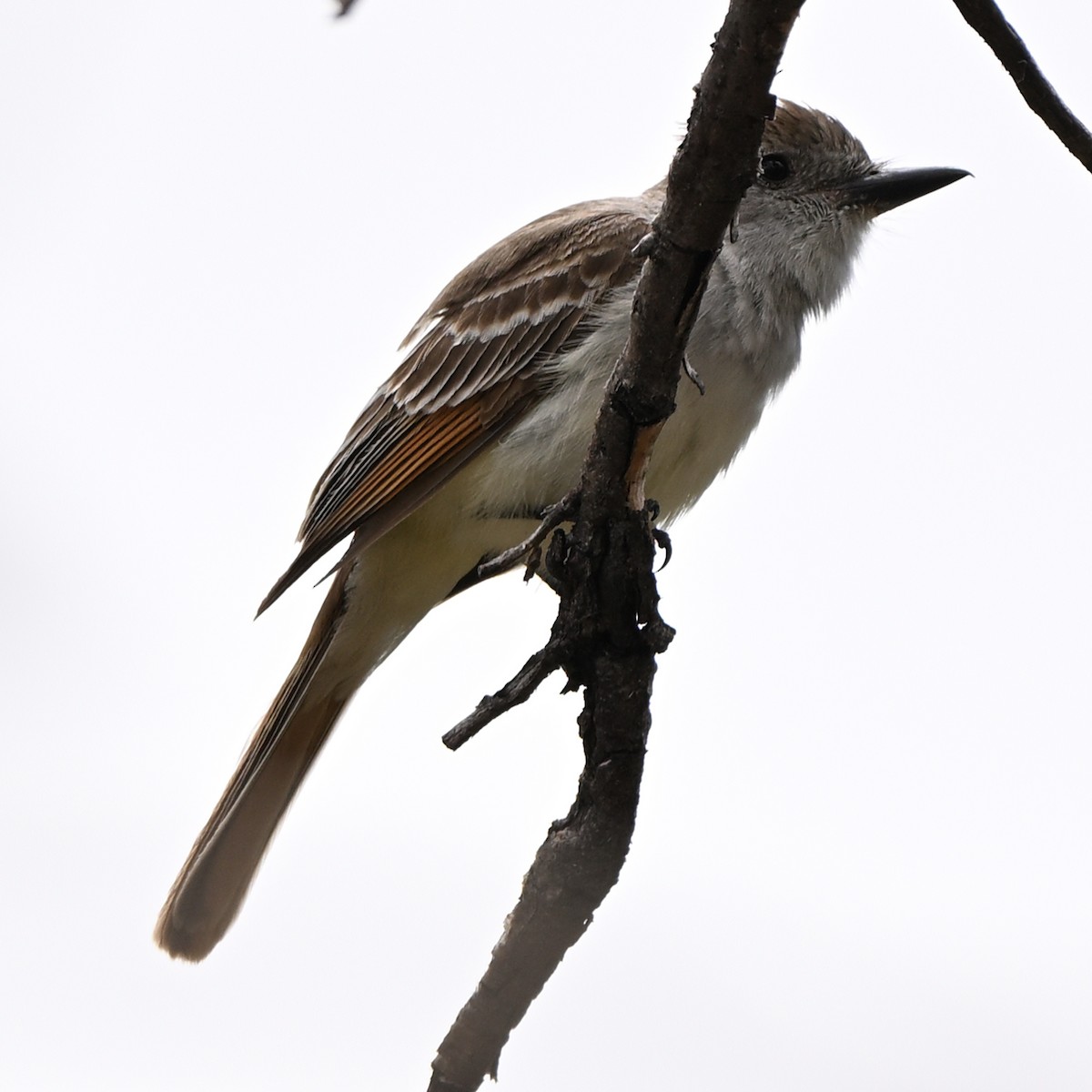 Ash-throated Flycatcher - ML638829387
