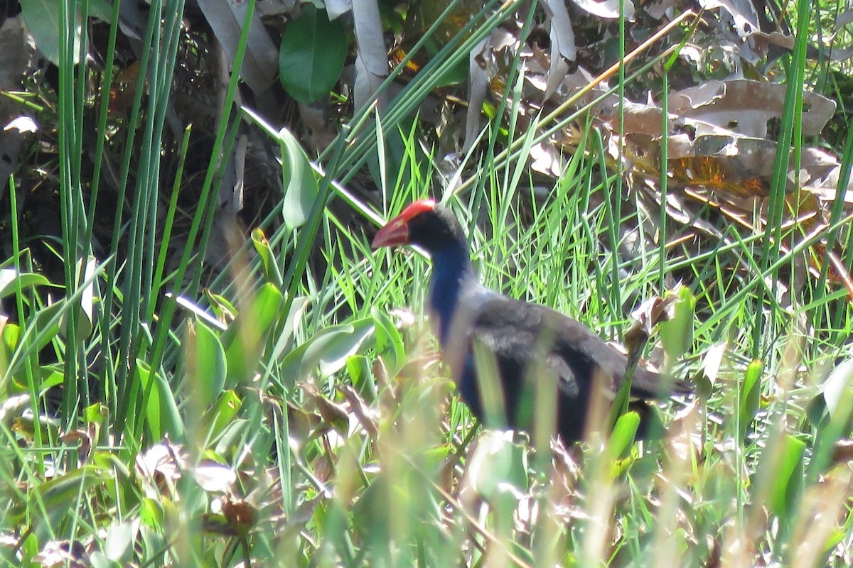 Black-backed Swamphen - ML638829396