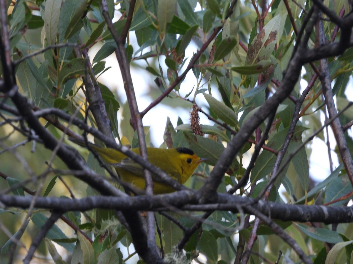 Wilson's Warbler - ML638829426