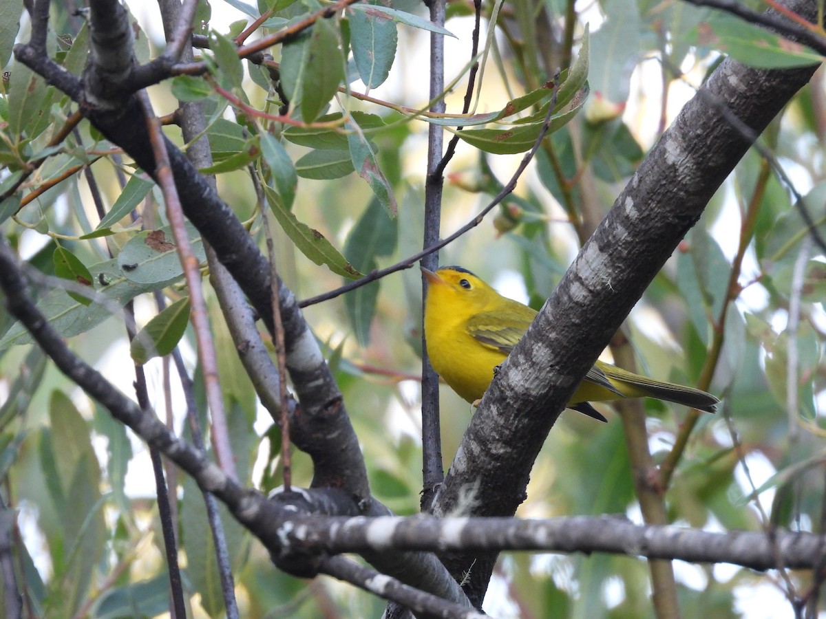 Wilson's Warbler - ML638829427