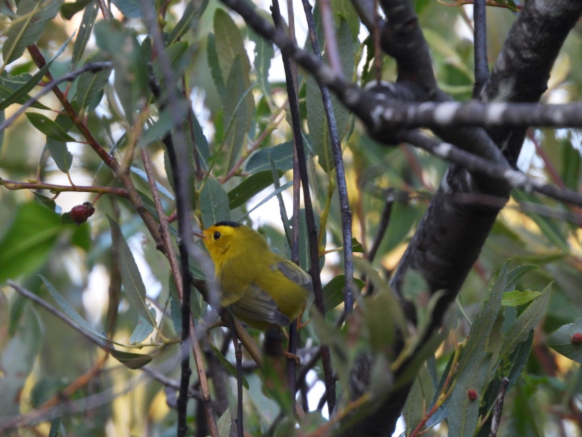 Wilson's Warbler - ML638829428