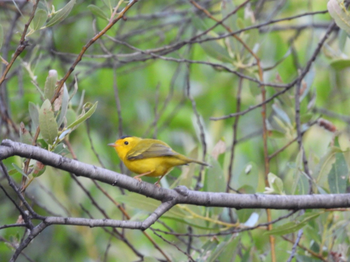 Wilson's Warbler - ML638829429