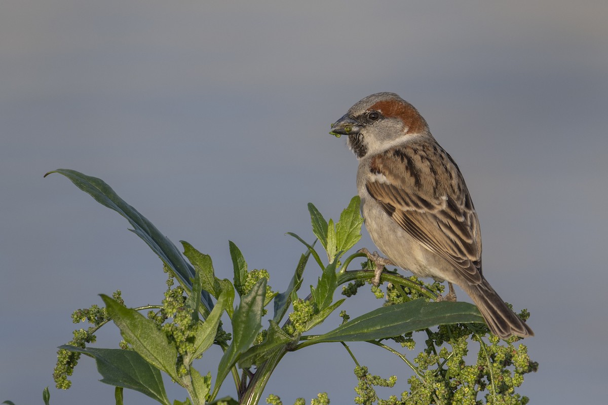 Sind Sparrow - ML638829448