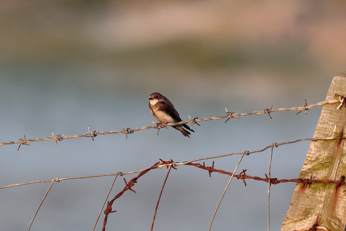 Bank Swallow - ML638829449
