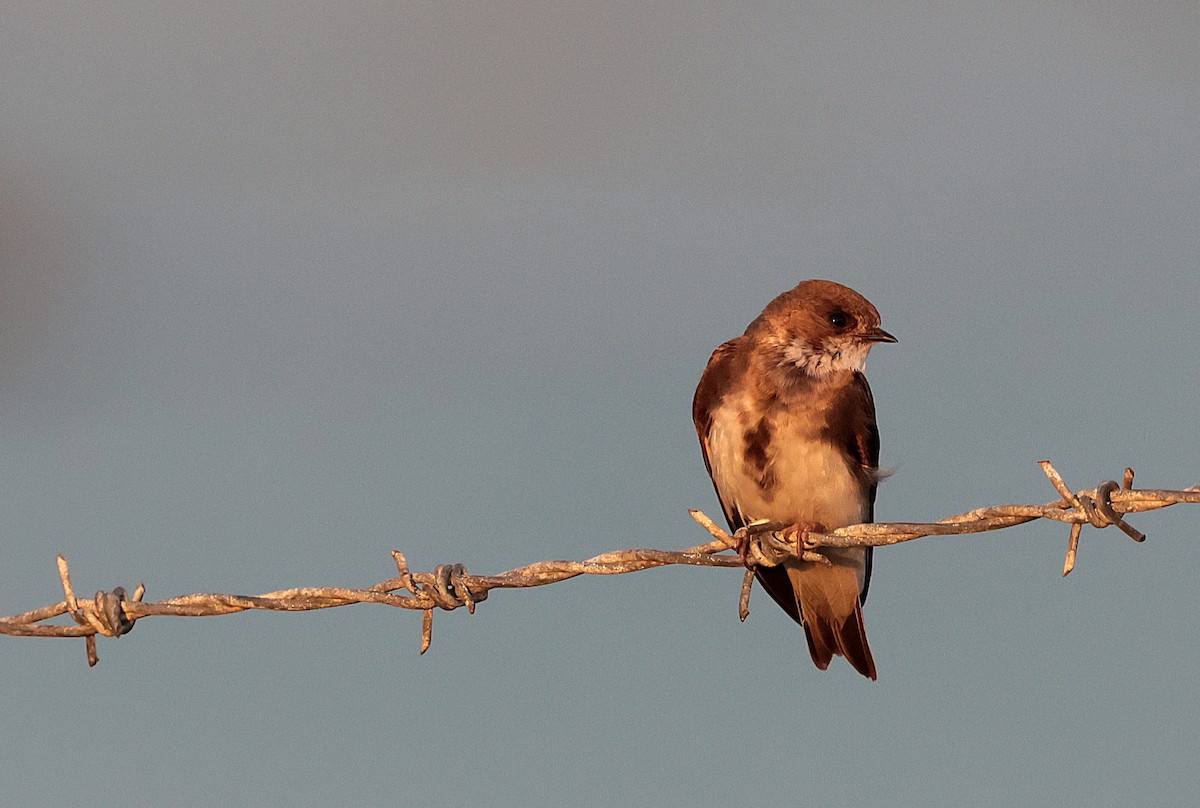 Bank Swallow - ML638829451