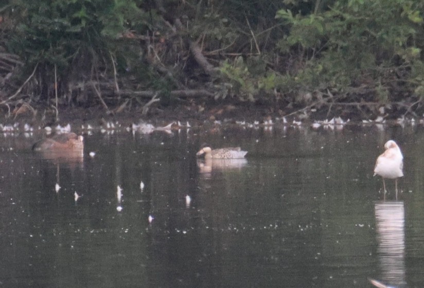 Silver Teal - ML638829490