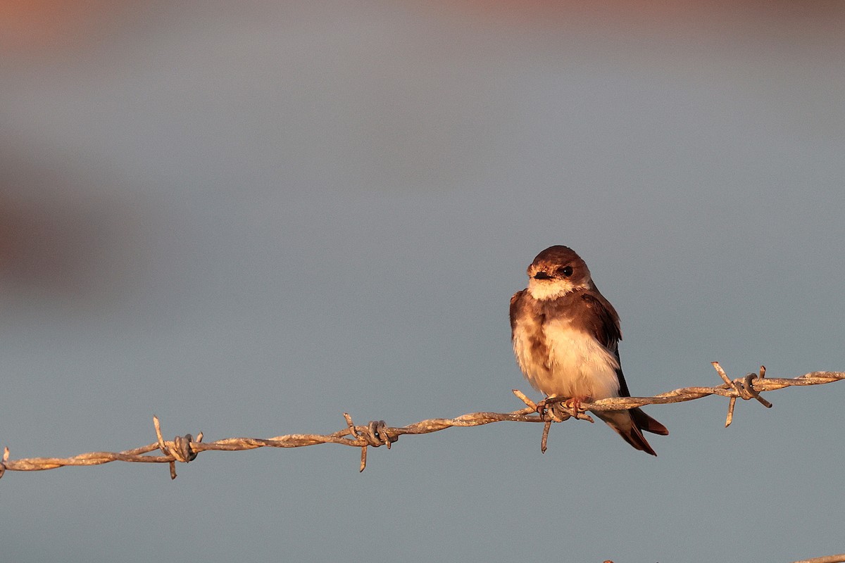 Bank Swallow - ML638829500