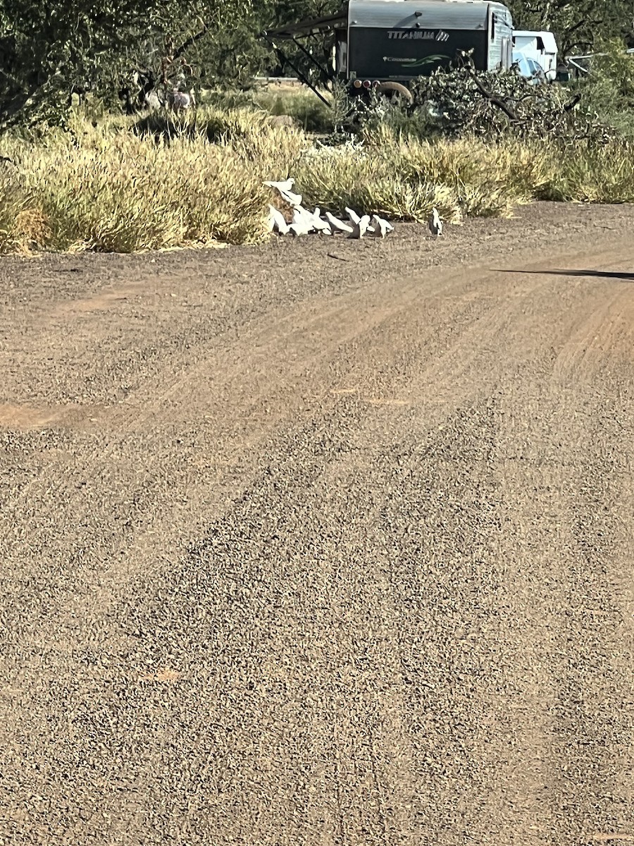 Little Corella - ML638829539