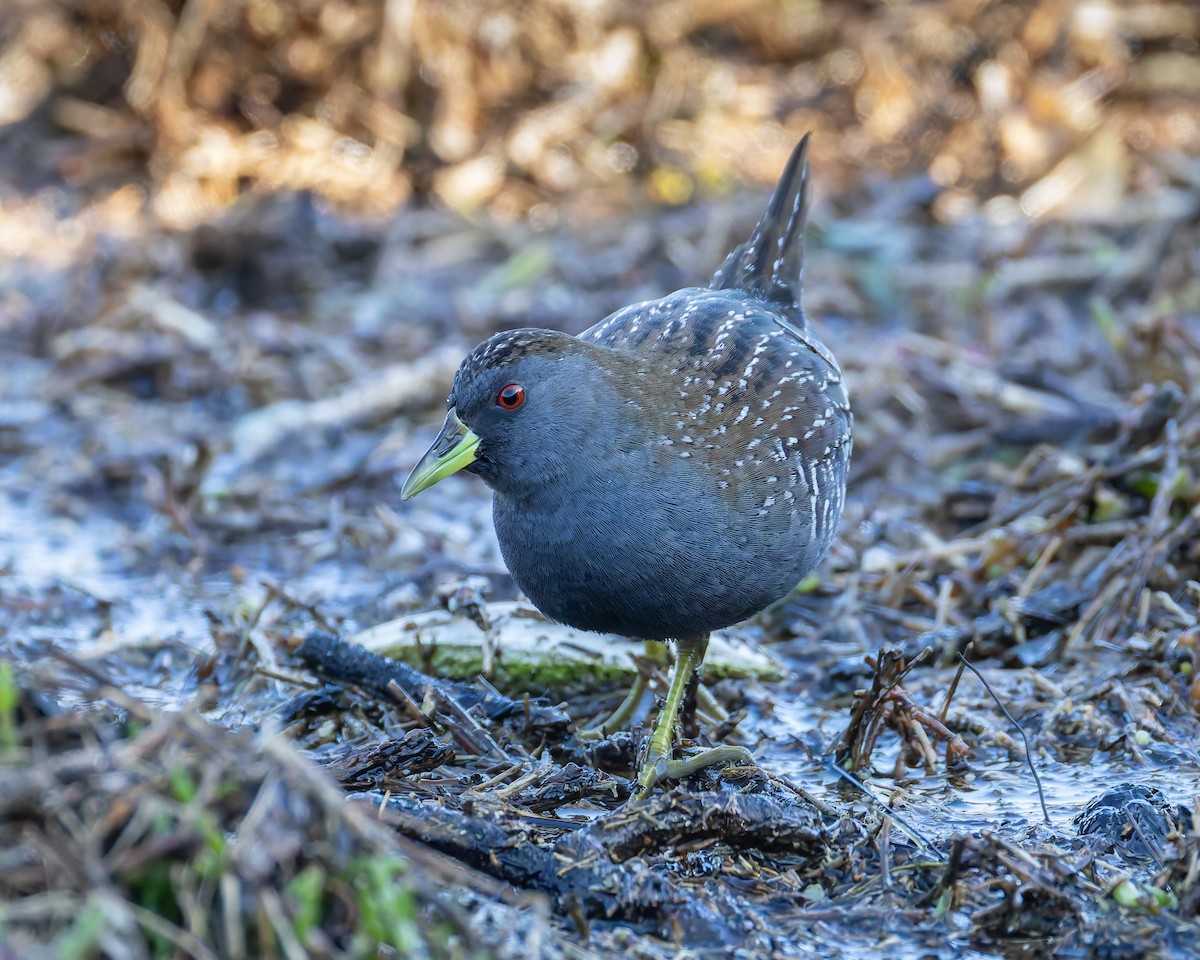 Australian Crake - ML638829558