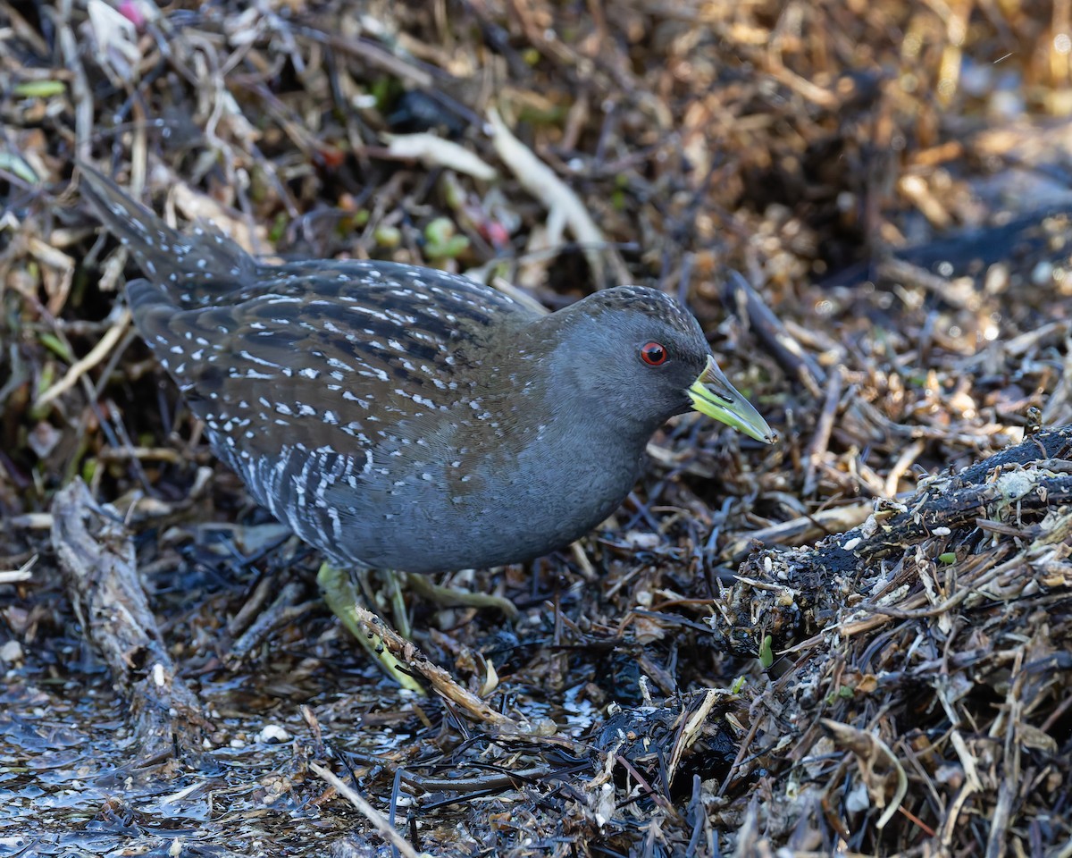 Australian Crake - ML638829559