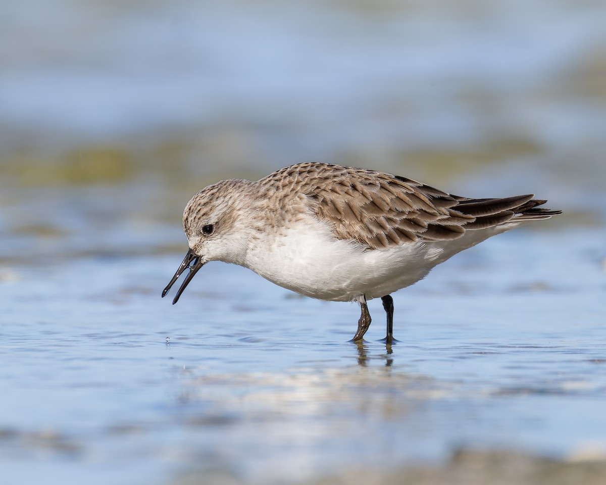 Red-necked Stint - ML638829563