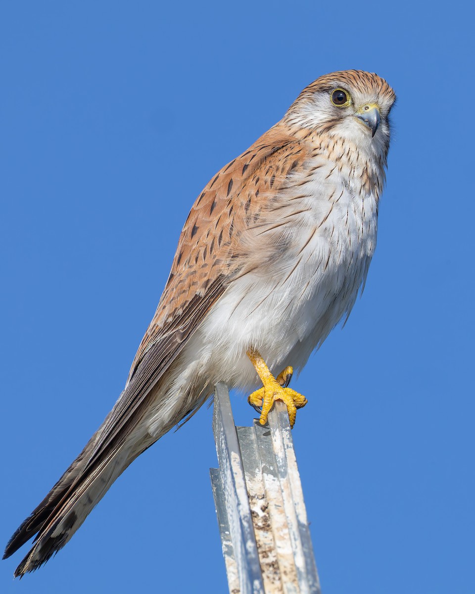 Nankeen Kestrel - ML638829574